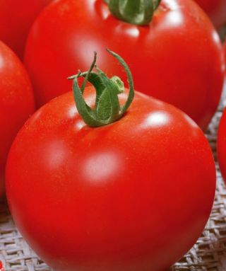 Tomate 'Sabała' - Freilandtomate mit der kompakten, dichten Wuchsform