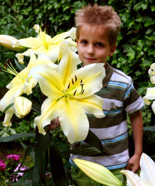 Lilium, Lilie Big Brother