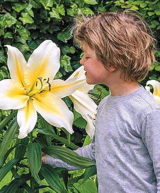 Lilium, Lilie Big Brother