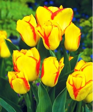 Tulipa Outbreak - paquete de 5 piezas