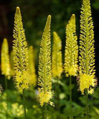 Himalaya Foxtail Lily - Bungei - Stor pakke! - 10 stk; Ørkenlys