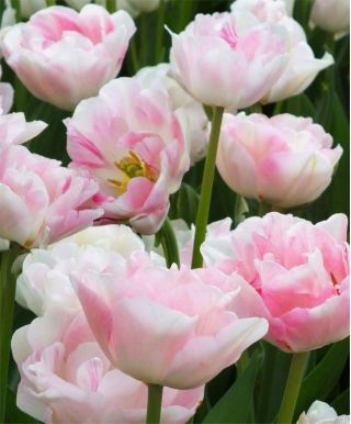 Tulipa Angelique - Tulip Angelique - 5 bulbs