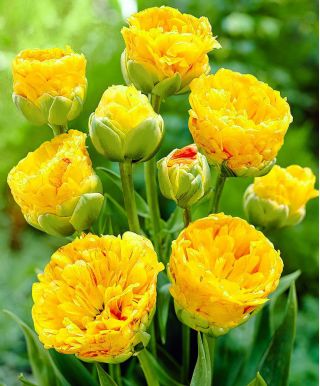 Tulipa Beauty din Apeldorn - Tulip Beauty de Apeldorn - 5 bulbi - Tulipa Beauty of Apeldorn