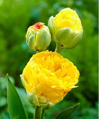 Tulipa Beauty din Apeldorn - Tulip Beauty de Apeldorn - 5 bulbi - Tulipa Beauty of Apeldorn