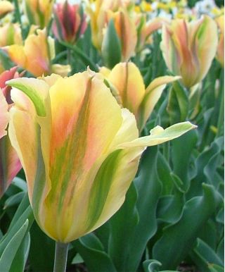 Tulipa Golden Artist - Tulip Golden Artist - 5 bulbs
