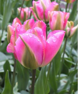 Tulipa Groenland - Tulip Groenland - 5 bulbs