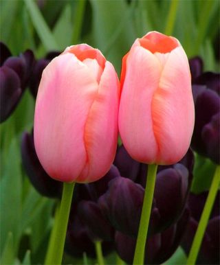 Tulpansläktet Menton - paket med 5 stycken - Tulipa Menton