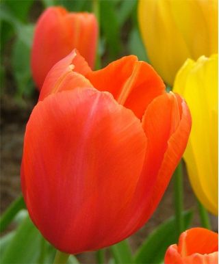 郁金香橙 - 郁金香橙 -  5个洋葱 - Tulipa Orange
