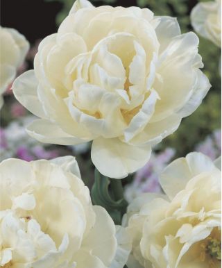 Tulipa Mount Tacoma - Tulip Mount Tacoma - 5 bulbs