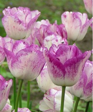 Tulipa Shirley - Tulip Shirley - 5 bulbs