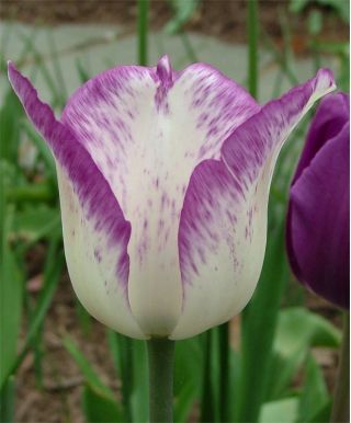 Tulipa Shirley - Tulip Shirley - 5 bulbs