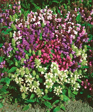 Prunella seeds - Prunella grandiflora - 50 seeds