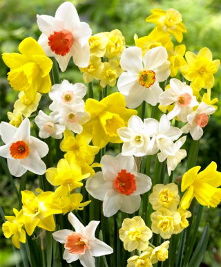 Daffodil, narcissus Mix - confezione grande! - 50 pz