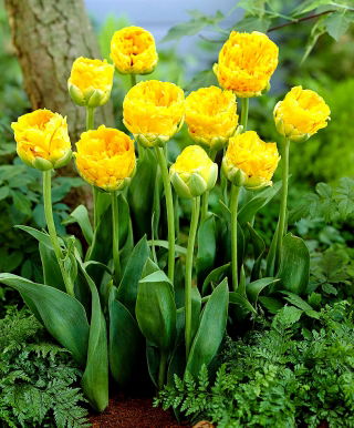 Dobbelt pæon tulipan - 'Beauty of Apeldoorn' - stor pakke - 50 stk.