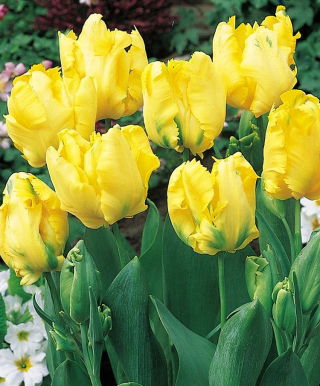 Tulipano pappagallo 'Texas Gold' - confezione grande - 50 pz