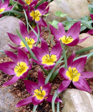 Tulipa Eastern Star - Tulip Eastern Star - XXXL pack  250 pcs