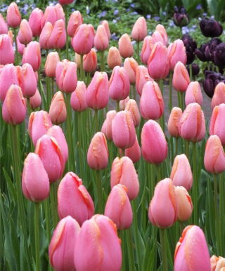 Tulipa Menton - Tulip Menton - XXXL förpackning 250 st