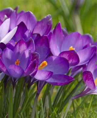 番红花红宝石巨人 -  10个洋葱 - Crocus tommasinianus Ruby Giant