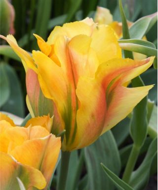 Tulipa Golden Artist - Tulip Golden Artist - 5 bulbs