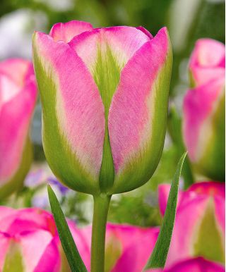 Tulipa Groenland - Tulip Groenland - 5 bulbs