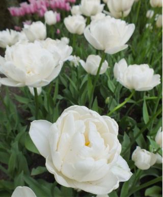 Tulipa Mount Tacoma - Tulip Mount Tacoma - 5 bulbs
