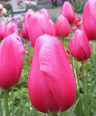 郁金香玫瑰 - 郁金香玫瑰 -  5个洋葱 - Tulipa Rose