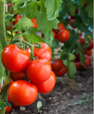 Tomato "Jupiter" - for cultivation under covers - premium variety seeds for everyone - 30 seeds