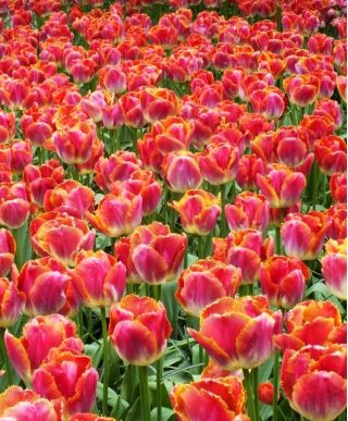 Tulipa Miami Sunset - Tulip Miami Sunset - 5 bulbs