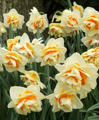 Narcissläktet - Manly - paket med 5 stycken - Narcissus