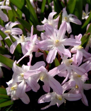 Gloria de la nieve de Forbes Chionodoxa forbesii Pink Giant - ¡Paquete grande! - 100 piezas