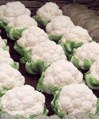 Cavolfiore - Igloory - Brassica oleracea L. var.botrytis L. - semi