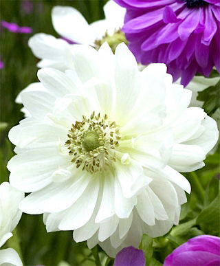 Anemone Mount Everest - XXL Pack - 80 pcs