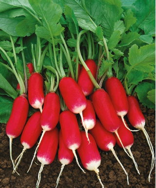 萝卜“Warta” - 中长品种 -  850粒种子 - Raphanus sativus L. - 種子