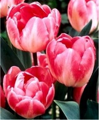 Tulipa Upstar - Tulip Upstar - 5 bulbs