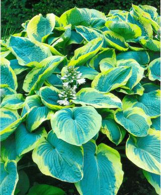 Хоста - Francess Williams - Hosta