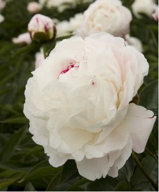 Bijūniniai - Shirley Temple - Paeonia