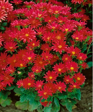 Aster nain "Pepite" - rouge - 