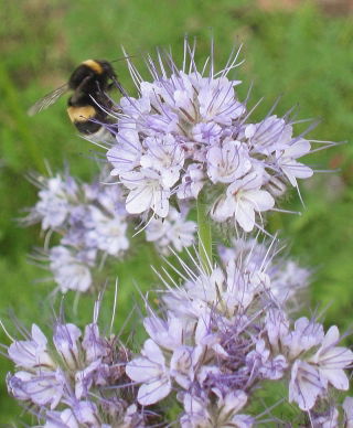Lacy phacelia 'Natra' - 1 kg; tanaceto azul, tanaceto púrpura - 