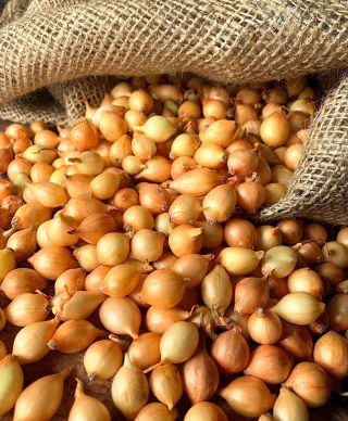 Cebollas tiernas Stuttgarter - 0,5 kg