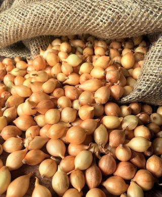 Taze soğan - sarı - 10 kg; yeşil soğan - 