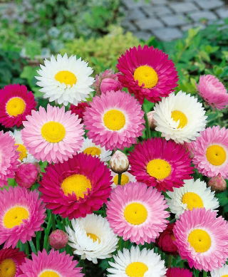 Paper Daisy - Helipterum roseum - Vibrant Blooms, Perfect for Drying - Fresh Seeds