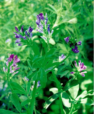 Alfalfa "Evropa" - 0,5 kg; lucerna - 