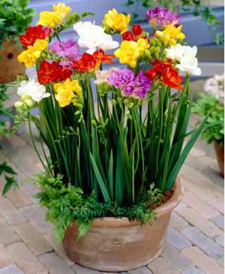 Fresia a fiore doppio - mix di varietà di colori - Confezione XXXL! - 500 pz