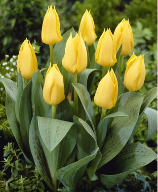 Low growing yellow tulip - Greigii yellow - XXXL pack  250 pcs
