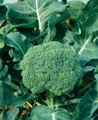 Chou Brocoli - Limba - Maturation précoce, croissance rapide, riche en vitamines - Graines fraîches