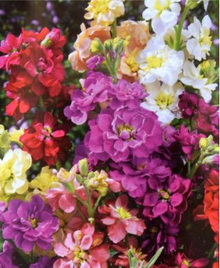 Grande Giroflée - Matthiola incana annua - Varsovia Mela - graines