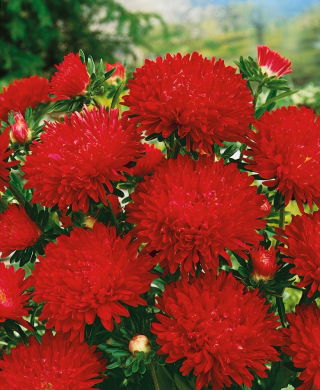 Reine Marguerite - Fleurs de Pivoine - Stanisław - Callistephus chinensis - Haute avec fleurs rouges carmin audacieuses - Graines fraîches