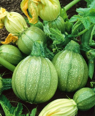Zucchino - Tondo chiaro di Nizza - Frutto rotondo e succoso con polpa bianca gustosa - Semi Freschi