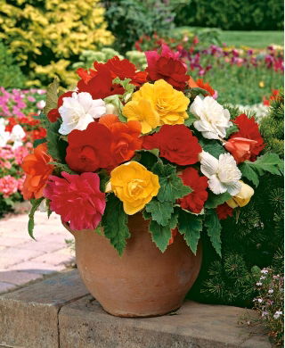 Begonia double - melange de couleurs - gros paquet ! - 20 pieces