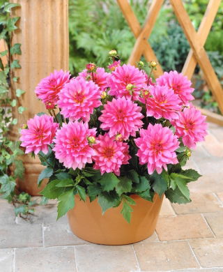 Dahlia - Gallery Renoir - large pack! - 10 pcs